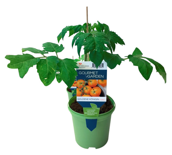 Tomatplanter mix i 11 cm potte
